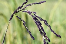 Black-rice-grains