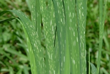 Leaves-of-Black-rice