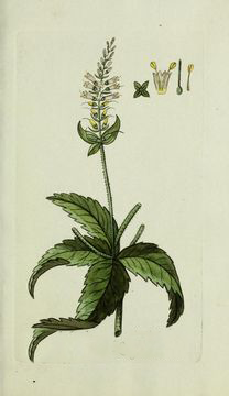 Plant-Illustrations-of-Black-Root-plant