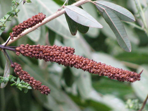 Seed-Head-of-Black-Root-plant