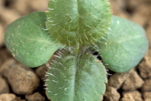 Black-Root-seedling