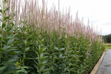 Black-Root-cultivation