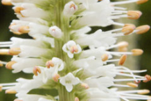 Closer-view-of-Black-Root-Flower