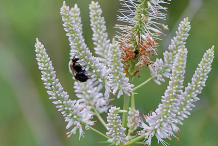 Flower-of-Black-Root-plant