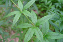 Leaves-of-Black-Root-plant