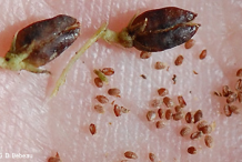 Mature-Seed-capsules-of-Black-Root-plant
