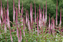 Other-varieties-of-Veronicastrum-virginicum