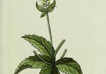 Plant-Illustrations-of-Black-Root-plant