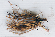 Roots-of-Black-Root-plant