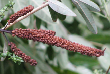 Seed-Head-of-Black-Root-plant