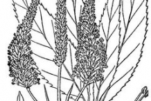Sketch-of-Black-Root-plant