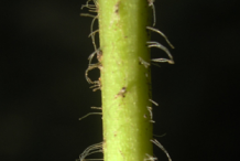 Stem-of-Black-Root-plant