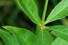 Stem-showing-leaf-bases-of-Black-Root-plant