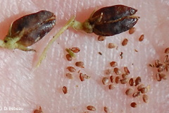 Mature-Seed-capsules-of-Black-Root-plant