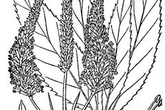 Sketch-of-Black-Root-plant