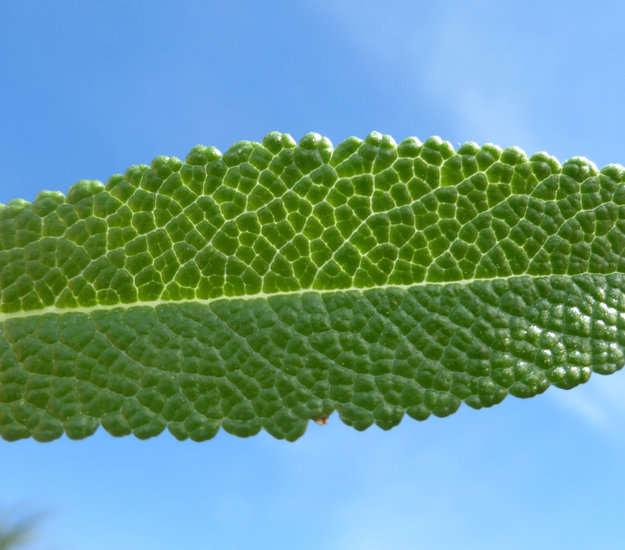 Closer-view-of-leaf-of-Black-sage