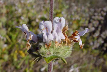 Flower-of-Black-sage