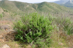 Black-sage-plant-growing-wild