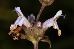 Closer-view-of-flower-of-Black-sage