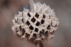 Closer-view-of-fruit-of-Black-sage