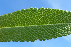 Closer-view-of-leaf-of-Black-sage