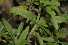 Leaves-of-Black-sage