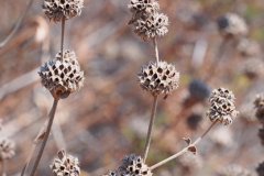Mature-fruits-of-Black-sage