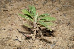 Sapling-of-Black-sage