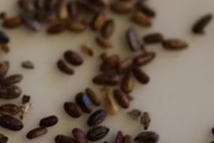 Seeds-of-Black-sage