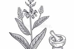 Sketch-of-Black-sage