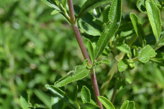 Stem-of-Black-sage