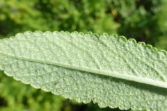 Ventral-view-of-leaf-of-Black-sage