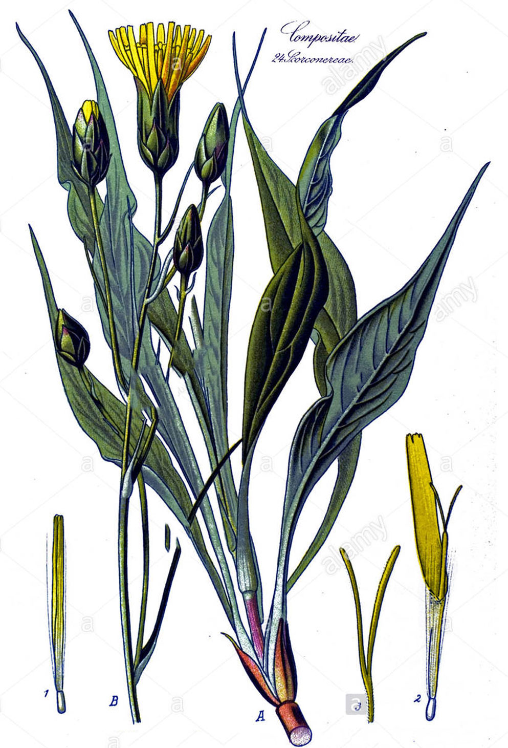 Plant-Illustration-of-Black-salsify