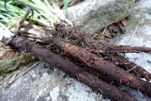 Long-Root-of-Black-salsify