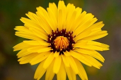Flower-of-Black-salsify