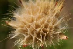 Mature-Fruit-of-Black-salsify