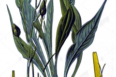 Plant-Illustration-of-Black-salsify