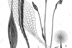 Sketch-of-Black-salsify