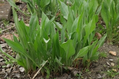 Small-Black-salsify-plants