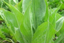 Leaves-of-Black-salsify