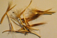 Seeds-of-Black-salsify