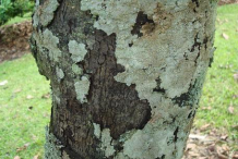 Bark-of-Black-Sapote