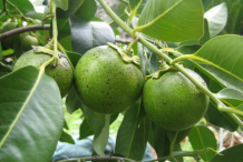 Black-Sapote-fruit-on-the-tree