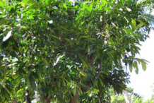 Black-Sapote--plant