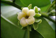 Flower-of-Black-Sapote