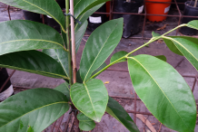 Leaves-of-Black-Sapote