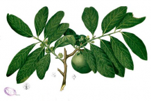 Plant-Illustration-of-Black-Sapote