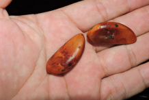 Seeds-of-Black-Sapote