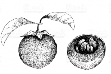 Sketch-of-Black-Sapote