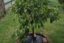 Small-Black-Sapote-tree